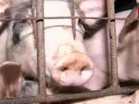 Cebu province expands pork ban due to ASF, includes entire .
